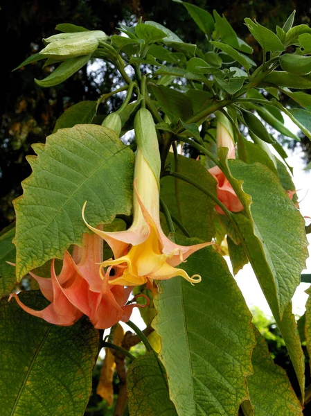 Roze Mooie Bloemen Van Datura Arboca Plant Close — Stockfoto