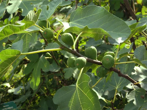 Ficus Carica Arbre Aux Figues Fruits Gros Plan — Photo