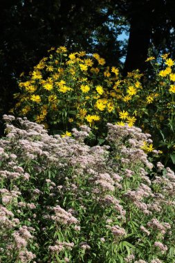 Vahşi bitki Eupatorium cannabinum 'un pembe çiçekleri