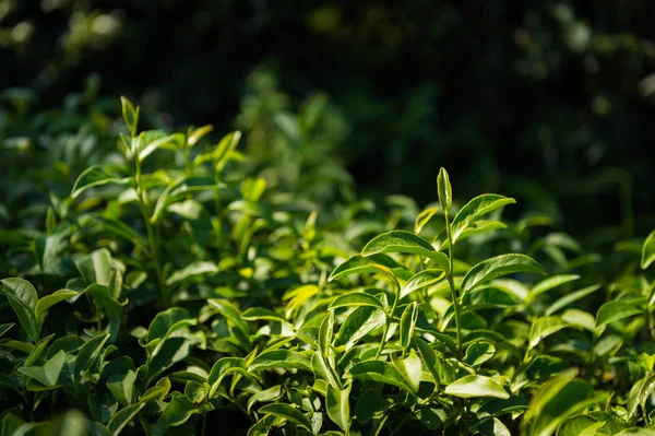 Nahaufnahme Der Teepflanze — Stockfoto
