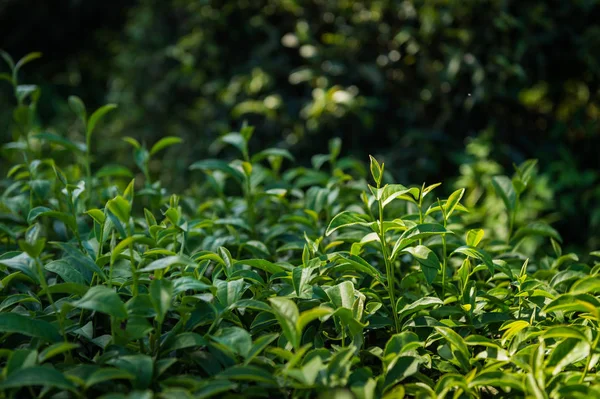 Closeup Tea Plant — Stock Photo, Image