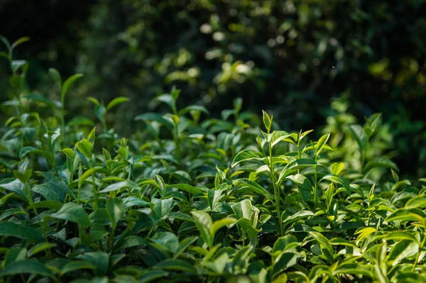 茶树特写镜头 — 图库照片