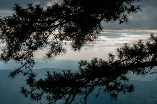 Closeup Pine Tree Sky Landscape — Stock Photo, Image