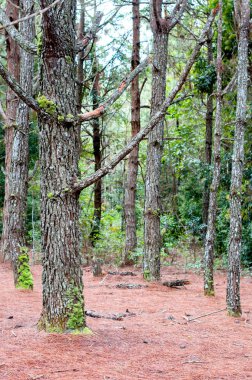 Çam ağacı orman arka planda