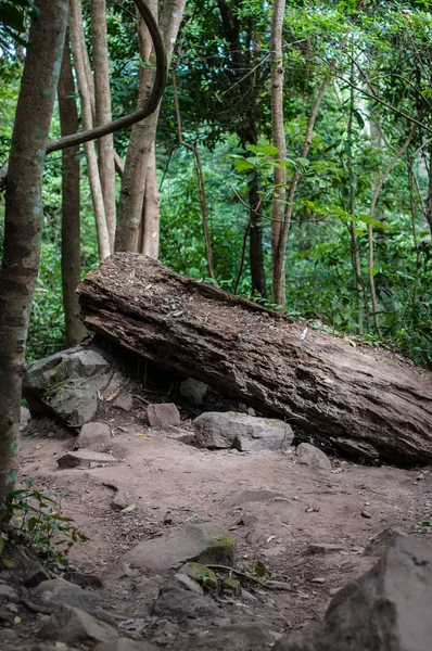 Close Van Grunge Hout Het Bos — Stockfoto