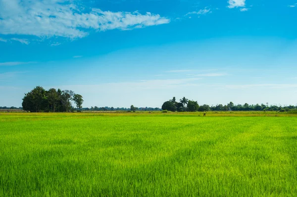 Grün Des Feldreises Mit Blauem Himmel — Stockfoto