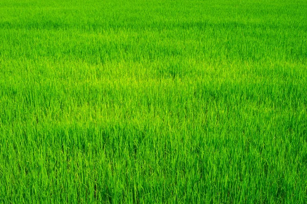 Зелений Польовий Рис — стокове фото
