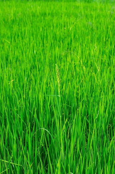 Green Field Rice — Stock Photo, Image