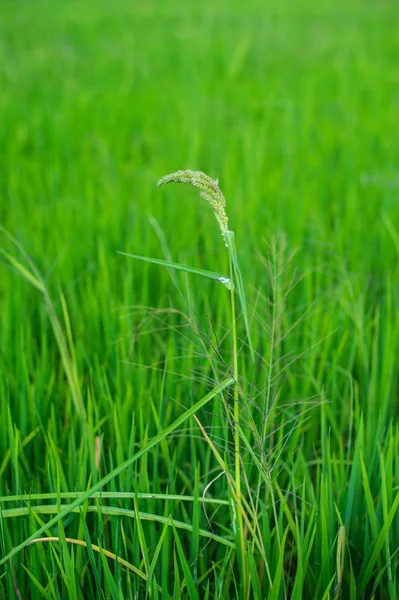 Green Field Rice — Stock Photo, Image