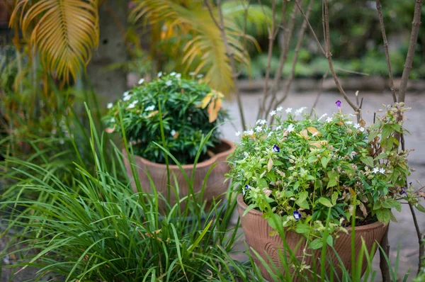 Closeup Plant Garden — Stock Photo, Image