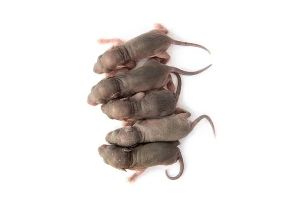 Rato Jovem Isolado Branco — Fotografia de Stock