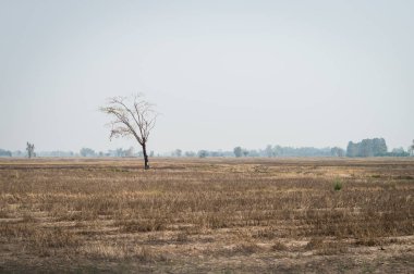 Çerçeve pirinç manzaralı ağaç