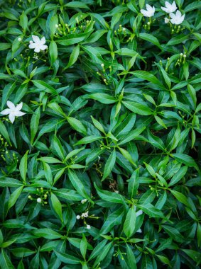 Yeşil yaprak ve beyaz çiçeğin yakın plan desenleri