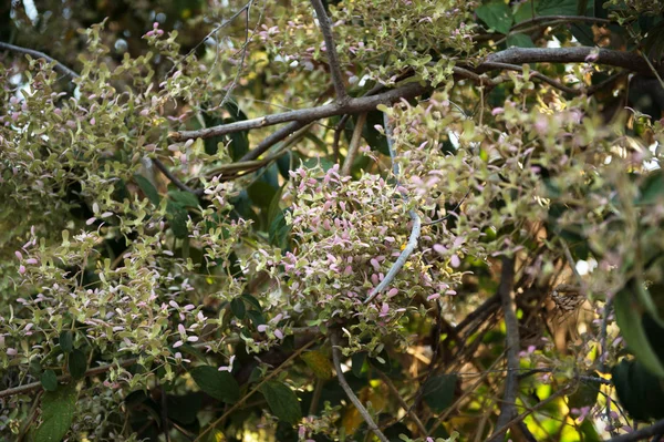 Closeup Group Flower Tree — Stock Photo, Image