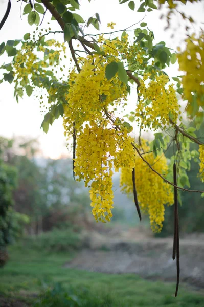 Gros Plan Fleur Jaune Sur Branche Arbre — Photo