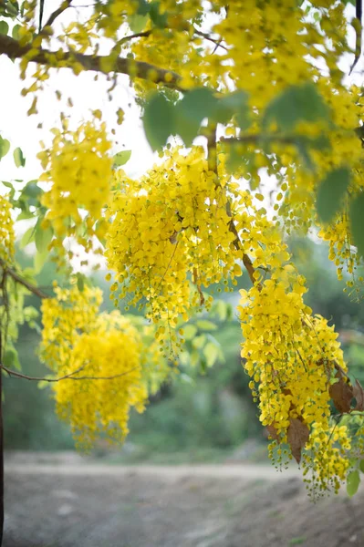 Closeup Yellow Flower Tree Branch — Stock Photo, Image