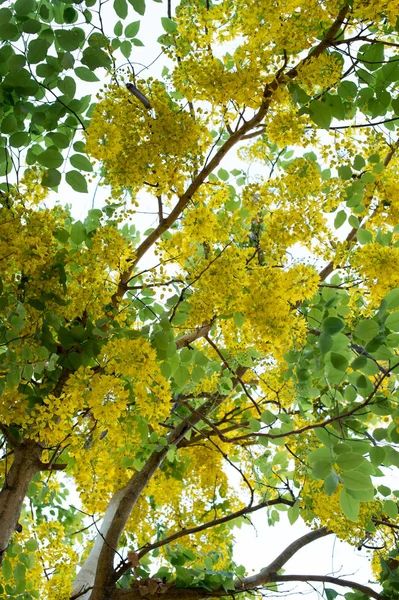 Closeup Yellow Flower Tree Branch — Stock Photo, Image