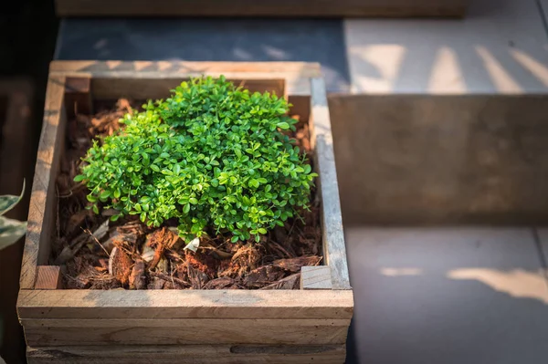 Closeup Wooden Pot Green Plant Garden — Stock Photo, Image