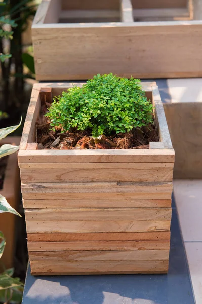 Closeup Wooden Pot Green Plant Garden — Stock Photo, Image