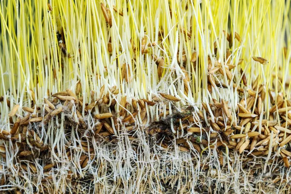 Modèle Fond Plante Riz Paddy — Photo