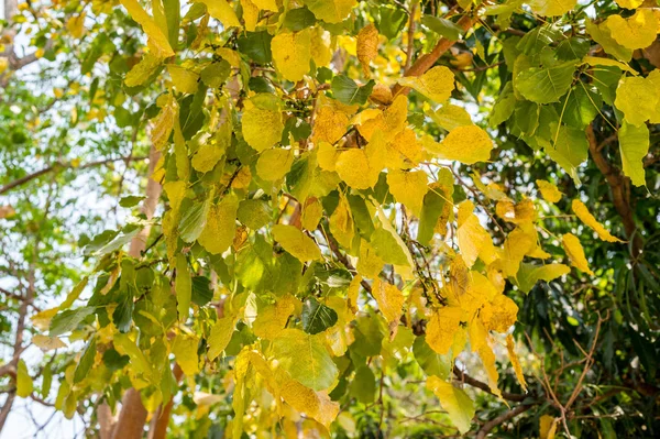 木の葉の黄金色 秋のシーズンの閉鎖 — ストック写真