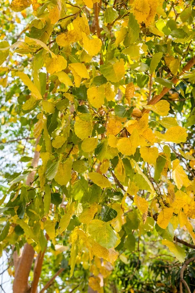 Closeup Golden Color Leaf Tree Autumn Season — Stock Photo, Image