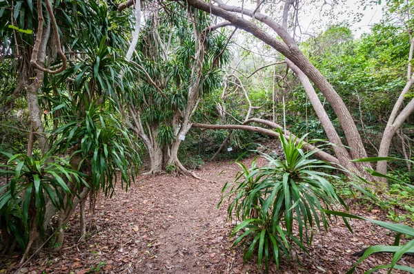 stock image Landscape of forest on the island