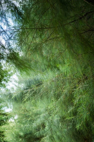 Closeup Pine Leaf Background — Stock Photo, Image