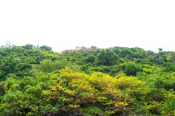 Landscape of tree on the mountain background — Stock Photo, Image