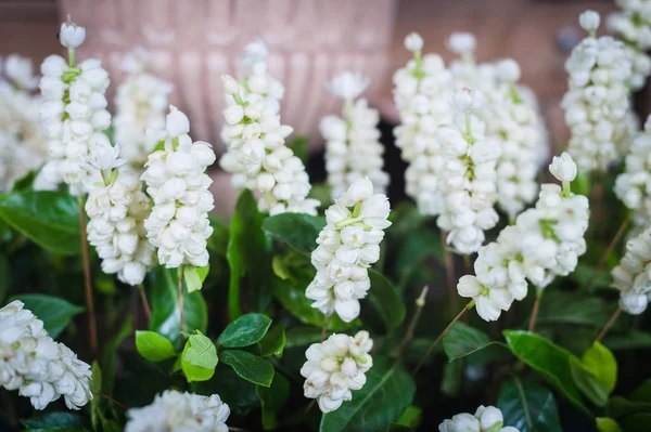 Gros plan de fleur blanche décorée pour le design d'intérieur — Photo