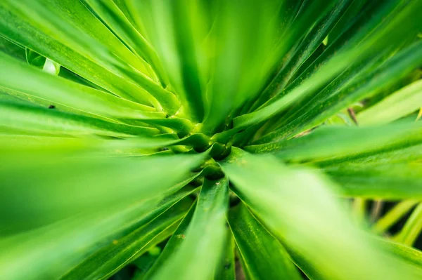 Yeşil yaprağın soyut desen arka planı — Stok fotoğraf
