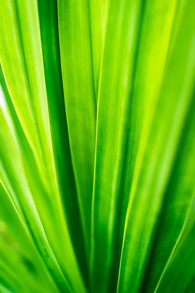 Fondo de patrón abstracto de hoja verde — Foto de Stock