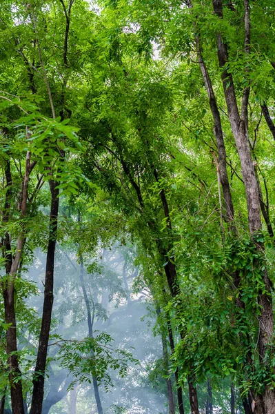 Tree forest with foggy — Stock Photo, Image