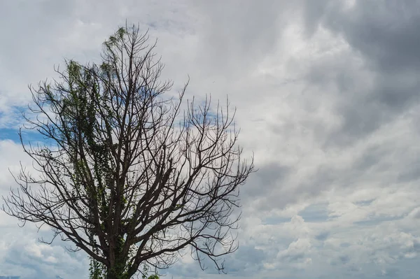 Mönster av träd med moln himmel — Stockfoto