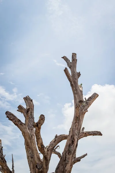 Träd dö mönster form närbild — Stockfoto