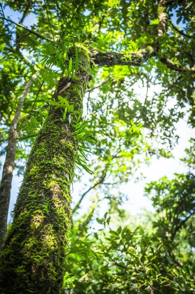 Closeup of green moss on a tree  in the forest — Stock Photo, Image