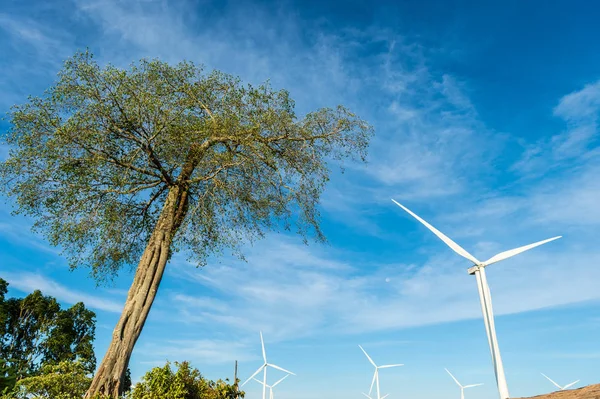 Krajobraz dużych drzew i turbin wiatrowych — Zdjęcie stockowe