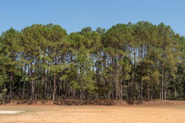 Orman manzarasında çam ağacı