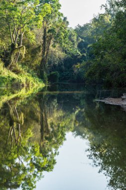 Vadi manzara yeşil orman ile Nehir
