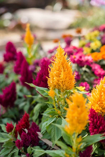 Hermosa flor en el primer plano del jardín —  Fotos de Stock