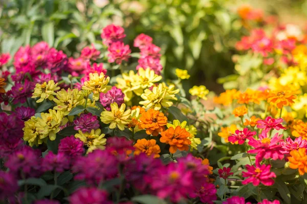 Красивый цветок в саду крупным планом — стоковое фото