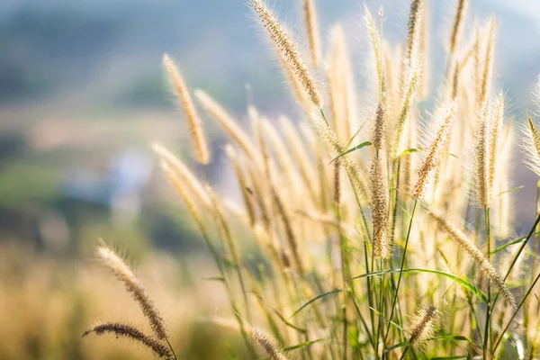 Schöne Grasblume auf dem Hügel Nahaufnahme — Stockfoto