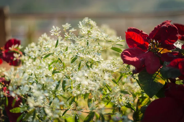 Gros plan de belle fleur blanche dans le jardin — Photo