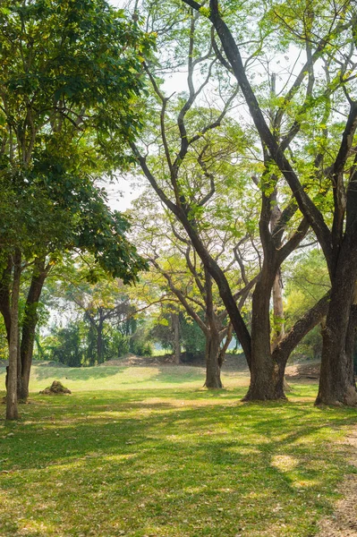 Зеленый пейзаж с большим деревом — стоковое фото