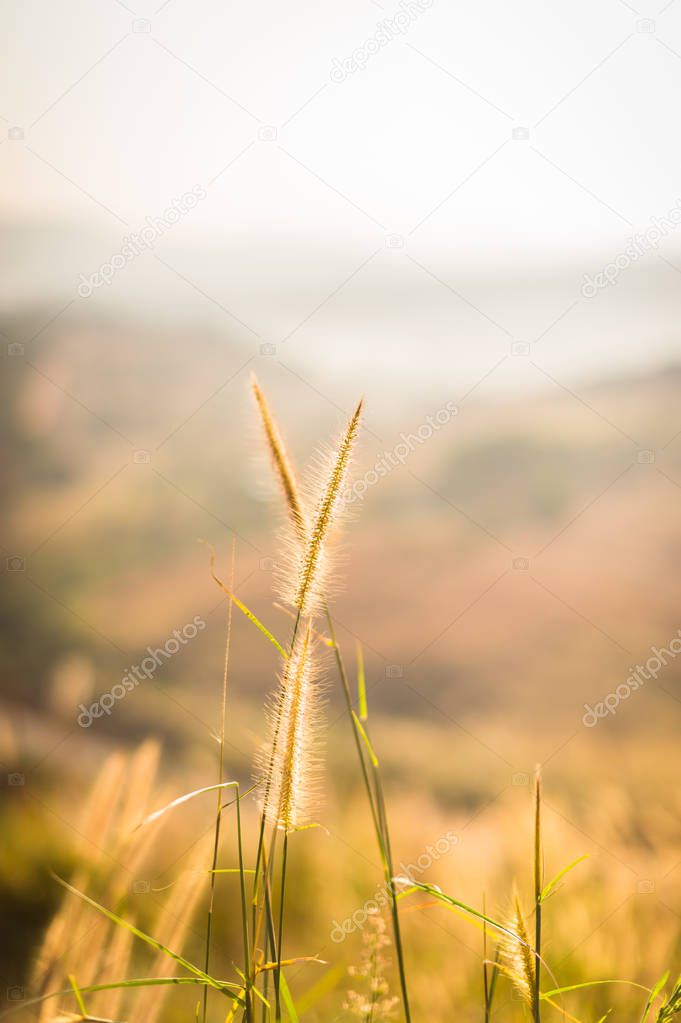 Beautiful grass flower on the hill closeup