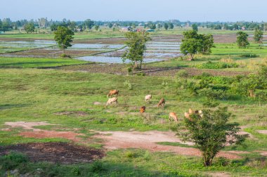 Dosyalanmış pirinç ile boğa ve çiftliği Manzara