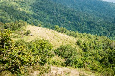 yeşil ağaç ile dağ manzara
