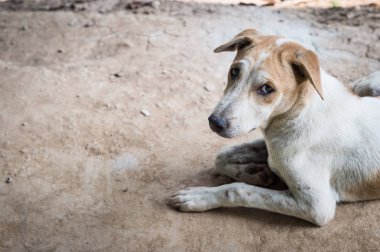 Bir köpek görünümlü kamera çekimi