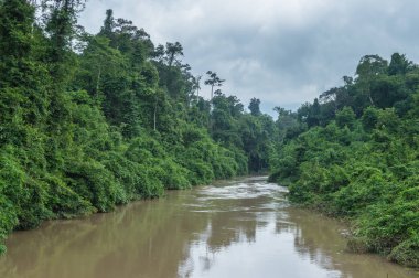 Bulutlar gökyüzü manzara ile ormanda Nehir