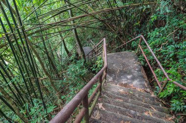 Ormanda beton merdiven